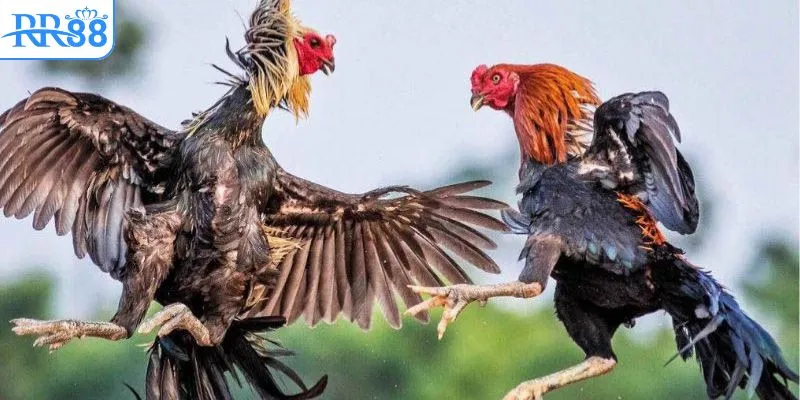 Cảm nhận không khí cuồng nhiệt tại trường gà bên Cam